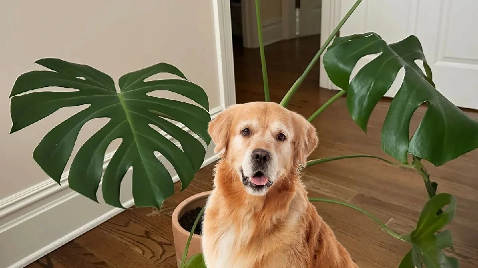 The same dog photo after the matcha filter is removed — the real fur restored